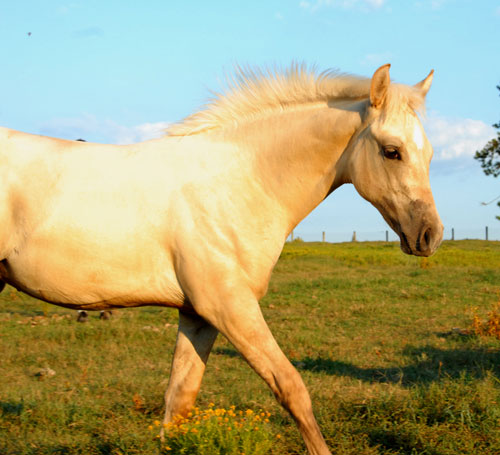 2010 Foal